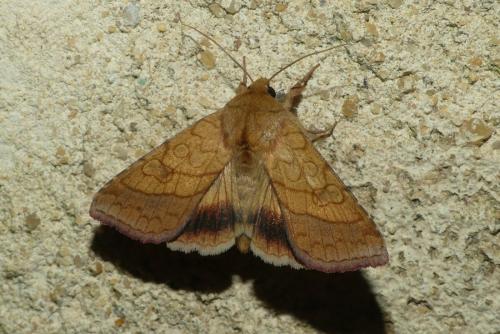 Réf. 237 037 : Pyrrhia umbra